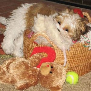 Kenzie has always loved her toys...