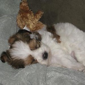 Sleeping puppy