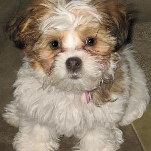 Cute puppy shot...