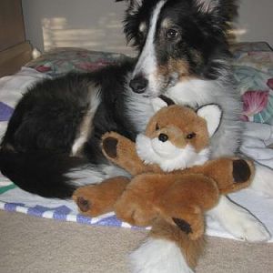Here's our tri-male Sheltie Elvis, who crossed the Rainbow Bridge in Sep. 2009, posing with one of his favorite stuffed toys.
