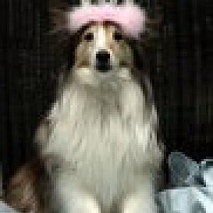 This was our little princess Sassafras, or Sassy, proudly wearing her tiara. She was our smallest Sheltie, weighing in at just 12 lbs., and our smarte