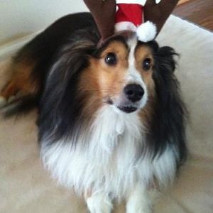 Here's Murphy getting into the Christmas spirit, wearing the antlers we purchased a few seasons back. I think he'd make a great reindeer!