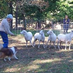 CaroJrSheep