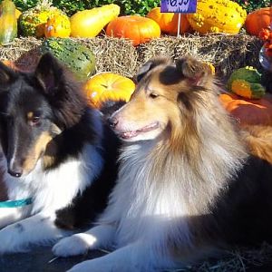 duo pumpkins 2