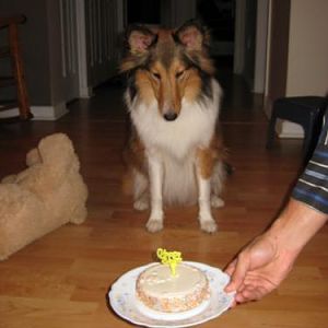 Kyara's 1st birthday! Mesmerized by the doggy cake.