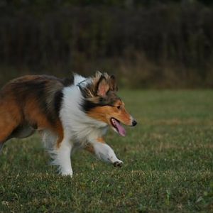 Zoomies