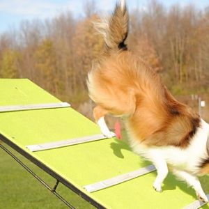 Flying?!