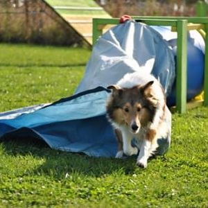 Chute2