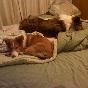Somehow, cuddle time turned into nap time on my bed!