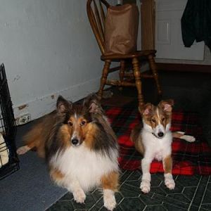 First Day home with 2 shelties