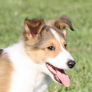 Doolie - 10 weeks old - Sept 2011