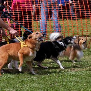 Tully and her 'elder' team mates waiting to get into the ring.  They are all barking nutters - that's why Tully loves it so much.