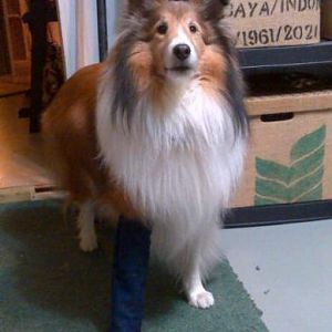 I sewed a denim tube to keep Indie from gnawing away his bandages. Elastic goes over his body to keep in comfortably in place.