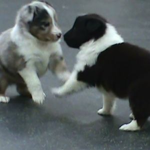 Sumo wrestlers- Birch and Balsam(Elliot) 4 ,5 wks