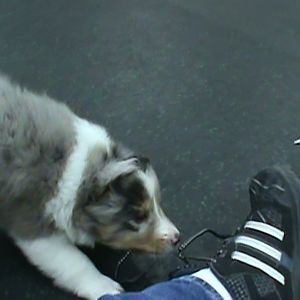 6wks playing with one of his favorite toys.