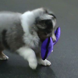 Loves his toys