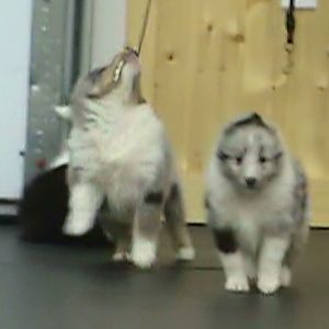 Birch trying to pull a leash off the wall