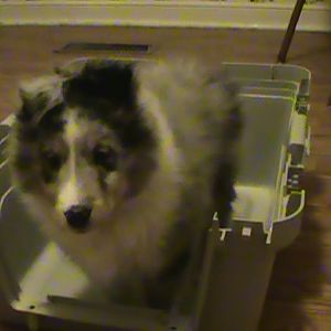 8wks crate training