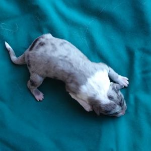 newborn