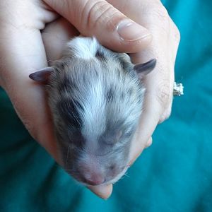newborn