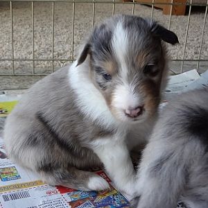 4 weeks