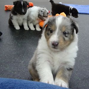 4.5weeks  Aren't I cute?
