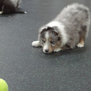 Come ball lets play-6 weeks