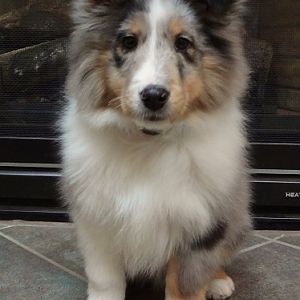 11wks showing off my nice tight sit