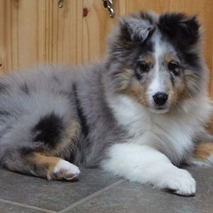 11wks, ear out after his bath. Not too bad alittle heavy maybe