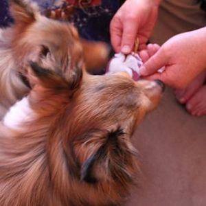 Brandi & Brady taking an up close look at the Sheltie Angel ornament gift they have given