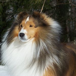 Am/Ca CH Rabbit Run Maritime as a mature dog, age 4