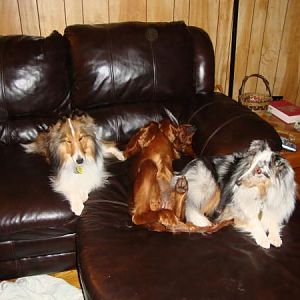 irish setters are no fun