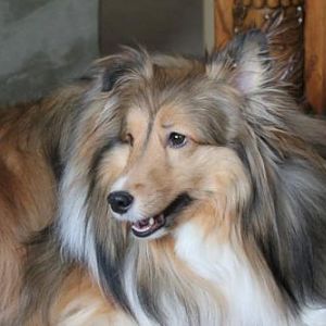 Brandi 3