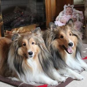 Two Shelties