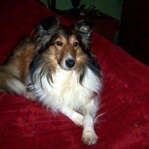 suzi