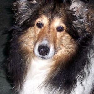 suzi