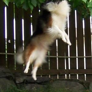suzi 
doing her ''cherry tree jumping''
she jumps up to grab a certain, always the same branch ( which has tons of teeth marks) she has done this si