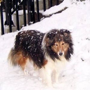 suzi