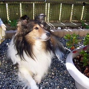 suzi calm and relaxing in the ''zen garden''