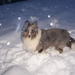kayla in deep snow. when the snow hits the belly. none of the girls like playing in it