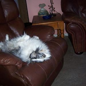 tessa sleeping in recliner, upside down. yes, she sleeps like, just seeing it makes my neck hurt
