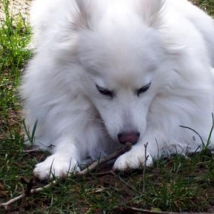sugar chewing on any stick she finds