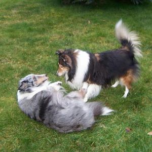 kayla and suzi, when kayla is playing with the others, she rolls over and over. i always worry when she is at top of the hill.