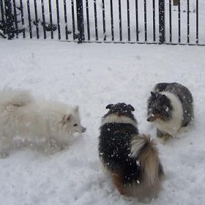sugar,suzi and kayla in the snoa