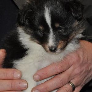 mystique 5wks