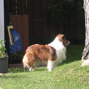 If I stare at this tree long enough.... the squirrels WILL come!