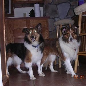 Belle and Kristy.  Two new rescues in two weeks!! Oh boy, did I have my hands full.