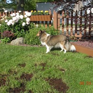 6/3/11 exploring her new back yard.