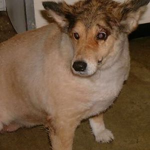 Muff at Shelter the day she came home with me. She was ten years old.