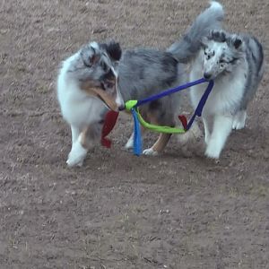 Playing tug with Ash